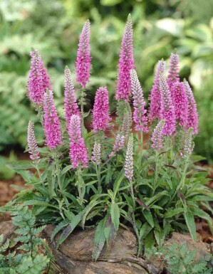 Véronique en épis Veronica spicata 'Heidekind' 5-10 pot P9 Veronica spicata 'Heidekind'