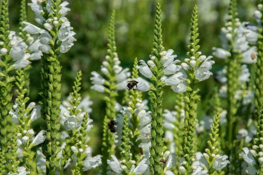 Véronique épi Veronica spicata 'Icicle' 5-10 pot P9 Veronica spicata 'Icicle'