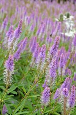 Véronique de virginie Veronicastrum virginicum 'Fascination' 5-10 pot P9 Veronicastrum virginicum 'Fascination'