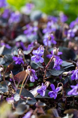 Violette arctique Viola labradorica 5-10 pot P9 Viola labradorica
