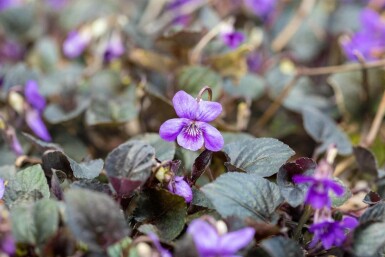Violette arctique Viola labradorica 5-10 pot P9 Viola labradorica