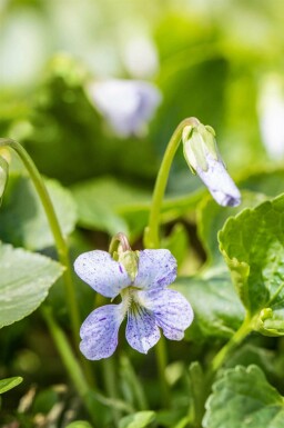 Violette bleue Viola sororia 'Freckles' 5-10 pot P9 Viola sororia 'Freckles'