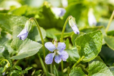 Violette bleue Viola sororia 'Freckles' 5-10 pot P9 Viola sororia 'Freckles'