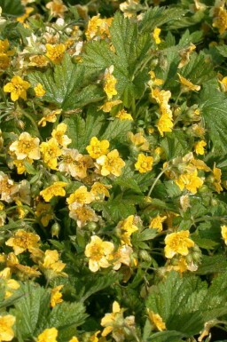 Waldstenie faux-fraisier Waldsteinia geoides 5-10 pot P9 Waldsteinia geoides