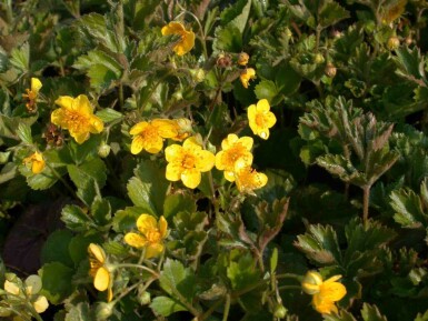 Waldstenie faux-fraisier Waldsteinia geoides 5-10 pot P9 Waldsteinia geoides