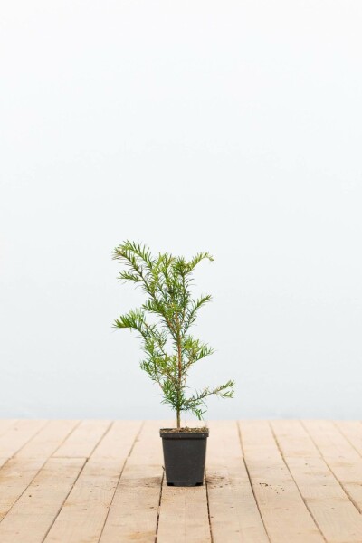 If Commun / Taxus baccata P9 15-20 cm