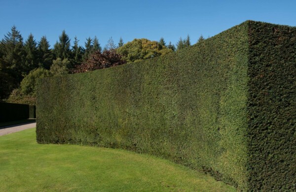 If Commun / Taxus baccata P9 15-20 cm