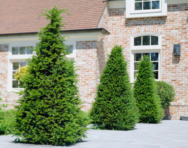 If Commun / Taxus baccata P9 15-20 cm