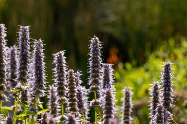 Mélange Splendeur d’Été