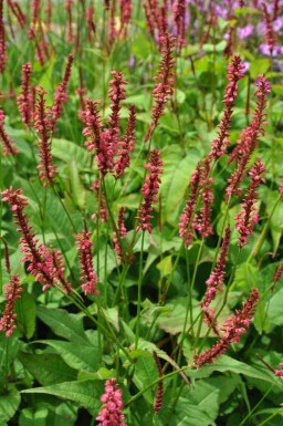 Mélange Splendeur d’Été