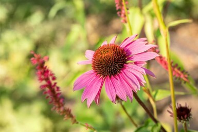 Pack Nectar de Fin d’Été