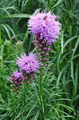 Pack Nectar de Fin d’Été