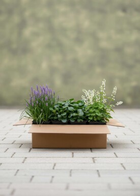 Mélange EasyGreen