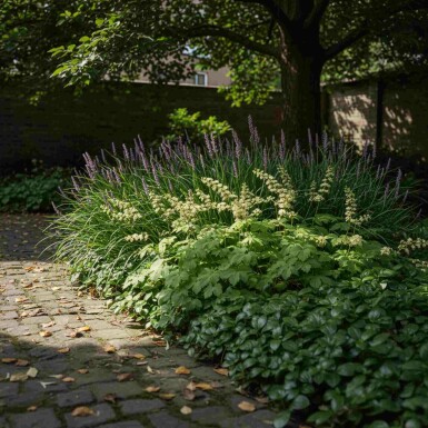 Mélange EasyGreen
