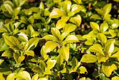 Mélange EasyGreen