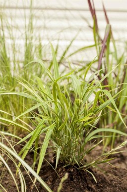 Mélange Splendeur de Graminées