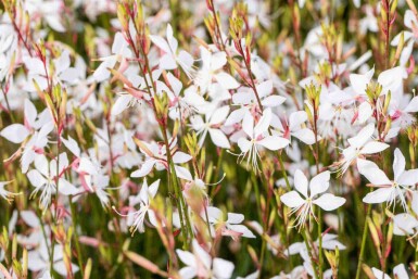 Mélange Brise d’Été