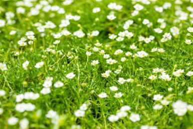 Paquet Chic Naturel