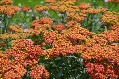 Mélange Lueur de Fin d’Été