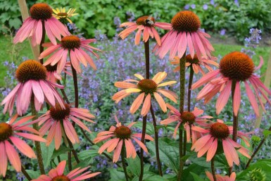 Mélange Lueur de Fin d’Été