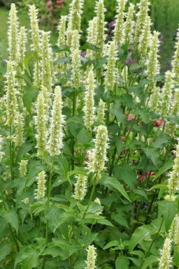Fleurs Murmurantes