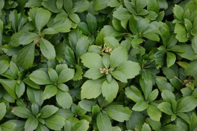 Mélange Charme de la Forêt