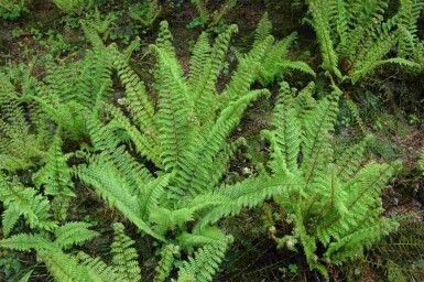 Mélange Charme de la Forêt