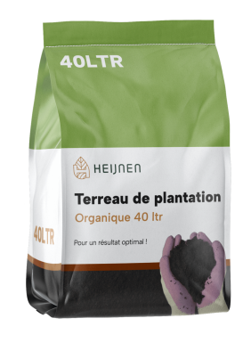 Hêtre des forêts Fagus sylvatica Haie 60-80 Racines nues