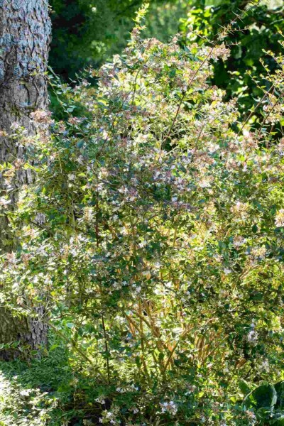 Abelia grandiflora 'Edward Goucher' arbuste 40-50 cm