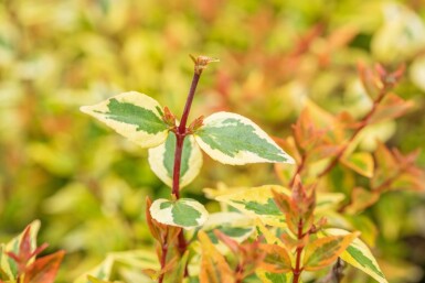 Abelia grandiflora 'Kaleidoscope' arbuste 40-50 cm