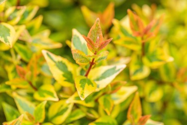 Abelia grandiflora 'Kaleidoscope' arbuste 50-60 cm