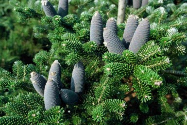 Abies koreana arbuste 25-30 cm