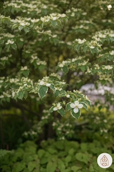 Cornus kousa chinensis arbuste 60-80 cm