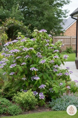 Hydrangea aspera 'Sargentiana' arbuste 60-80 cm