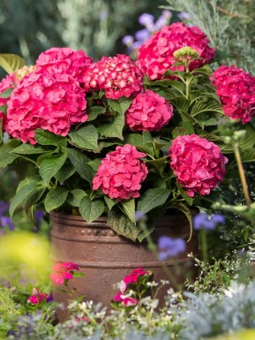 Hydrangea macrophylla 'Summer Love Red' arbuste