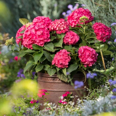 Hydrangea macrophylla 'Summer Love Red' arbuste