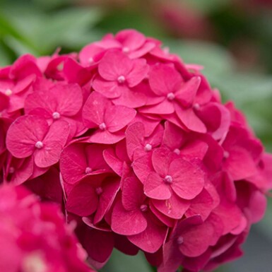 Hydrangea macrophylla 'Summer Love Red' arbuste