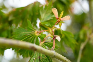 Acer japonicum 'Aconitifolium' arbuste 50-60 cm