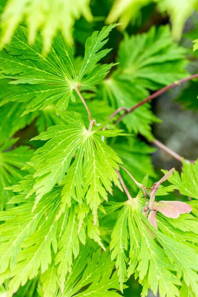 Acer japonicum 'Aconitifolium' arbuste 125-150 cm