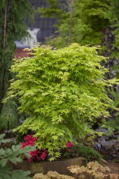 Acer palmatum arbuste 175-200 cm
