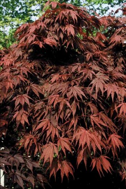 érable palmé Acer palmatum 'Atropurpureum' arbuste 40-60 C3 Acer palmatum 'Atropurpureum' arbuste 40-60 cm