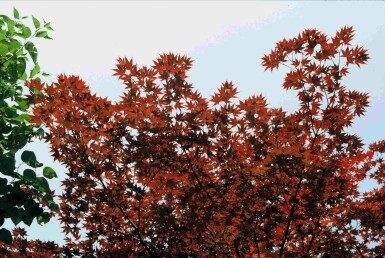 Acer palmatum 'Atropurpureum' arbuste 150-175 cm