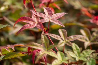 Acer palmatum 'Bi Hoo' arbuste 80-100 cm
