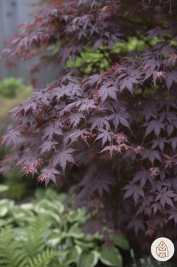 Acer palmatum 'Bloodgood' arbuste 150-175 cm