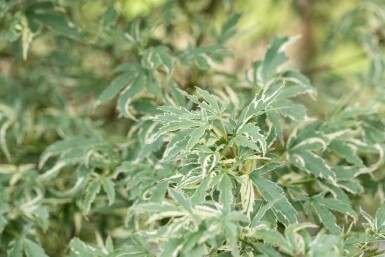 Acer palmatum 'Butterfly' arbuste 60-80 cm
