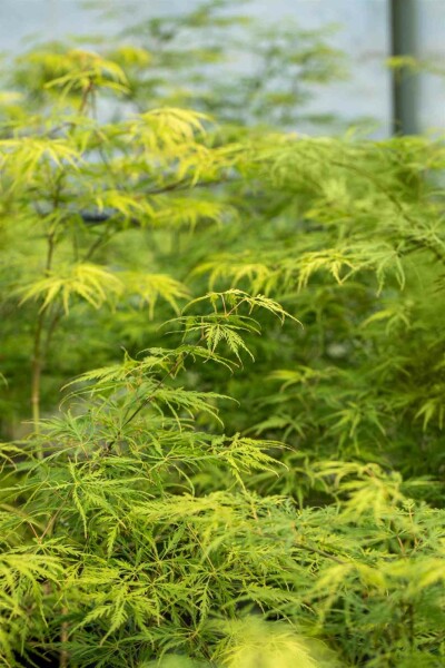Acer palmatum 'Dissectum' arbuste 80-100 cm