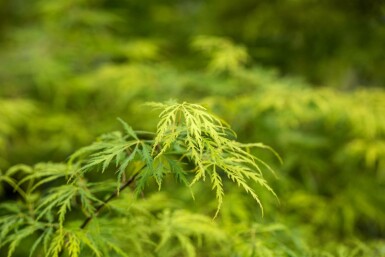 Acer palmatum 'Dissectum' arbuste 150-175 cm