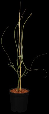 Acer palmatum 'Emerald Lace' arbuste 40-60 cm