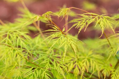 Acer palmatum 'Emerald Lace' arbuste 60-80 cm