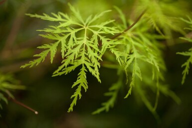Acer palmatum 'Emerald Lace' arbuste 60-80 cm